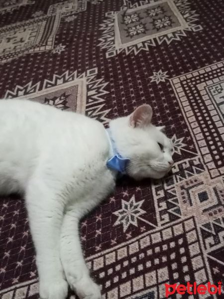 Ankara Kedisi, Kedi  Şila fotoğrafı