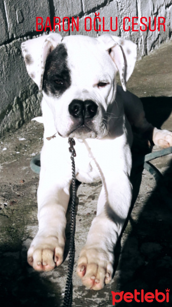 Dogo Arjantin, Köpek  CESUR fotoğrafı