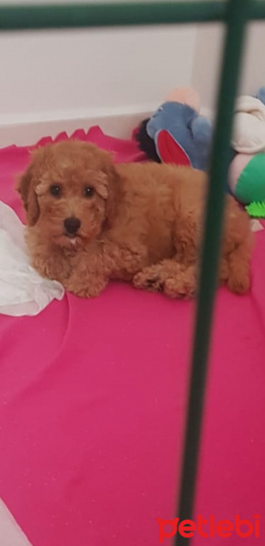 Poodle (Minyatür Kaniş), Köpek  Joffrey fotoğrafı