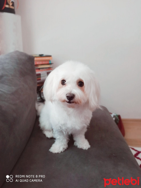 Maltese, Köpek  Ballim fotoğrafı