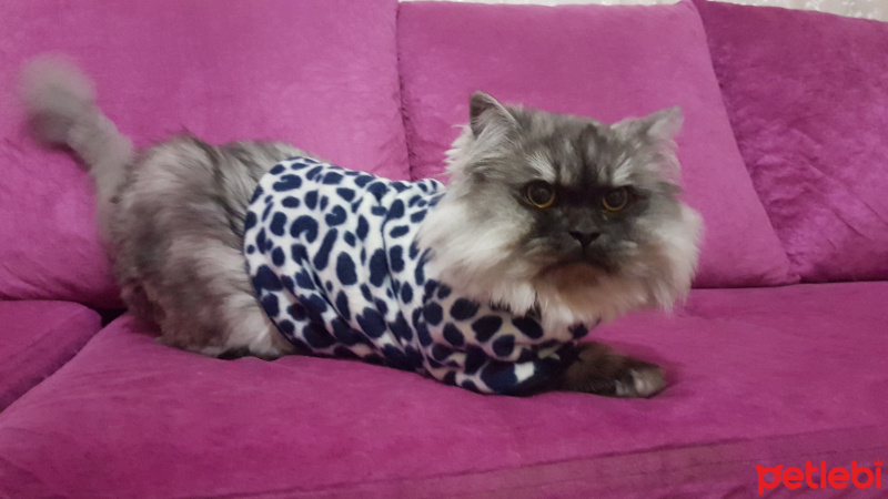 Scottish Fold, Kedi  Duman fotoğrafı