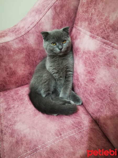 Scottish Fold, Kedi  Duman fotoğrafı