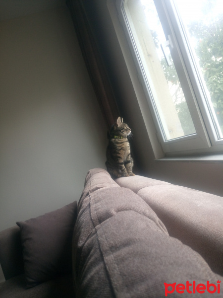 Tekir Kedi, Kedi  Lilly fotoğrafı