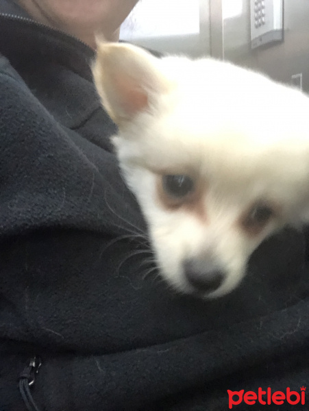 Pomeranyalı, Köpek  Asimov fotoğrafı