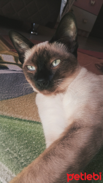 Siyam Kedisi, Kedi  Luna fotoğrafı
