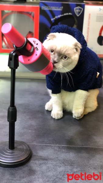Scottish Fold, Kedi  casper fotoğrafı