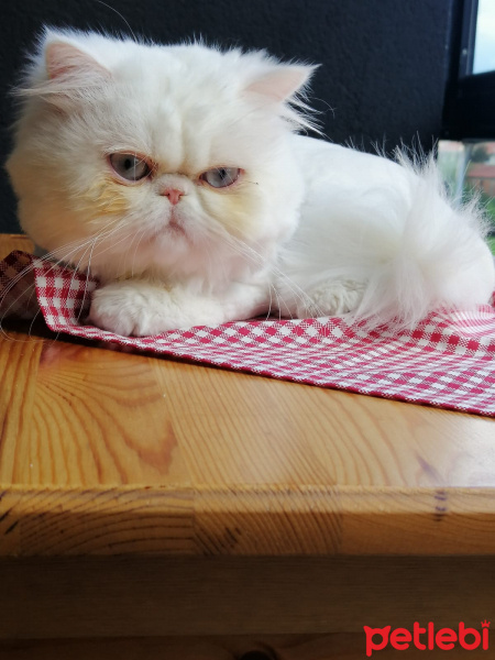 İran Kedisi (Persian), Kedi  Çakır fotoğrafı