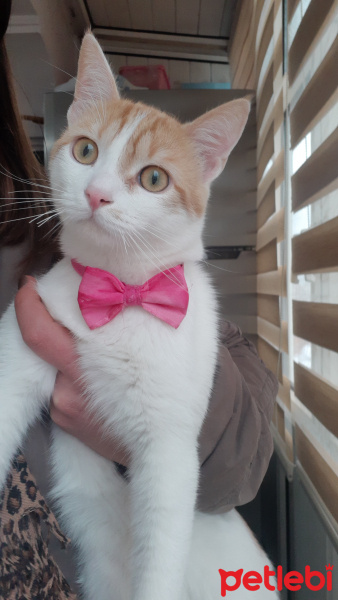 Tekir Kedi, Kedi  Kokoş fotoğrafı