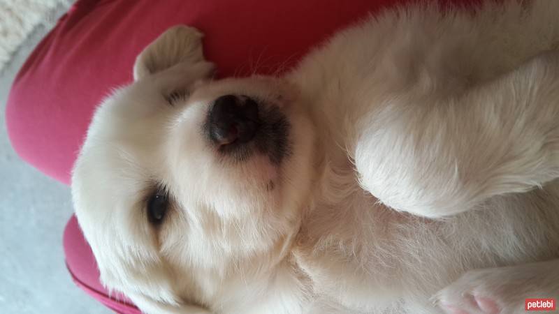 Golden Retriever, Köpek  Balım  fotoğrafı