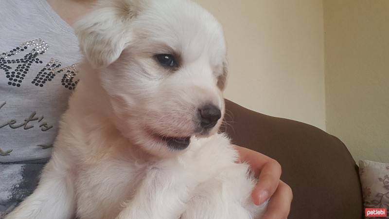 Golden Retriever, Köpek  Balım  fotoğrafı