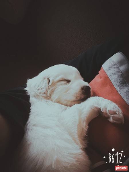 Golden Retriever, Köpek  Balım  fotoğrafı