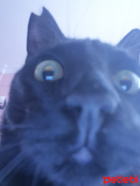 Bombay, Kedi  Cevdet fotoğrafı