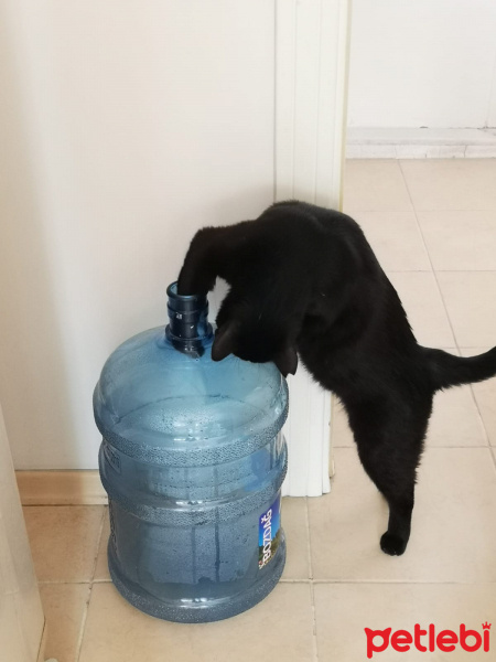 Bombay, Kedi  Cevdet fotoğrafı