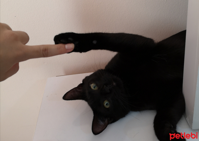 Bombay, Kedi  Cevdet fotoğrafı