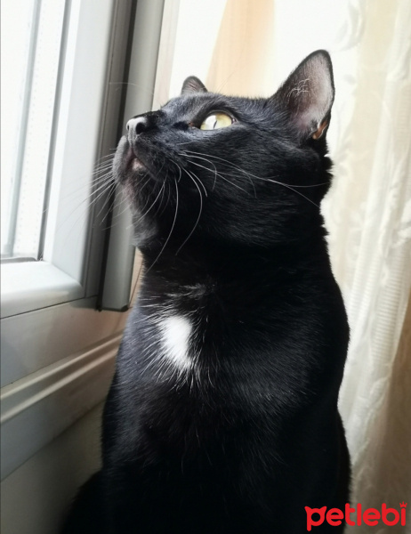 Bombay, Kedi  Cevdet fotoğrafı