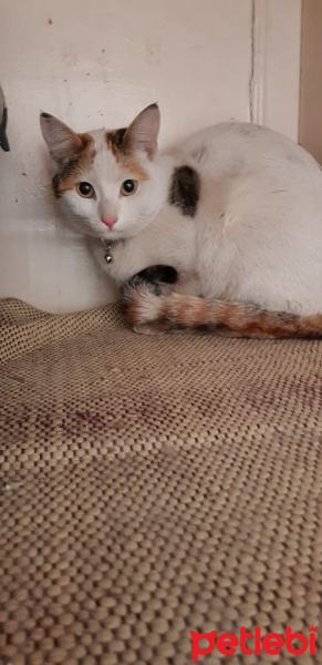 Tekir Kedi, Kedi  Yok fotoğrafı