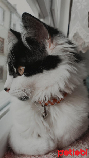 Tuxedo (Smokin) Kedi, Kedi  ACİL YUVA! Sevimli kedi asil fotoğrafı