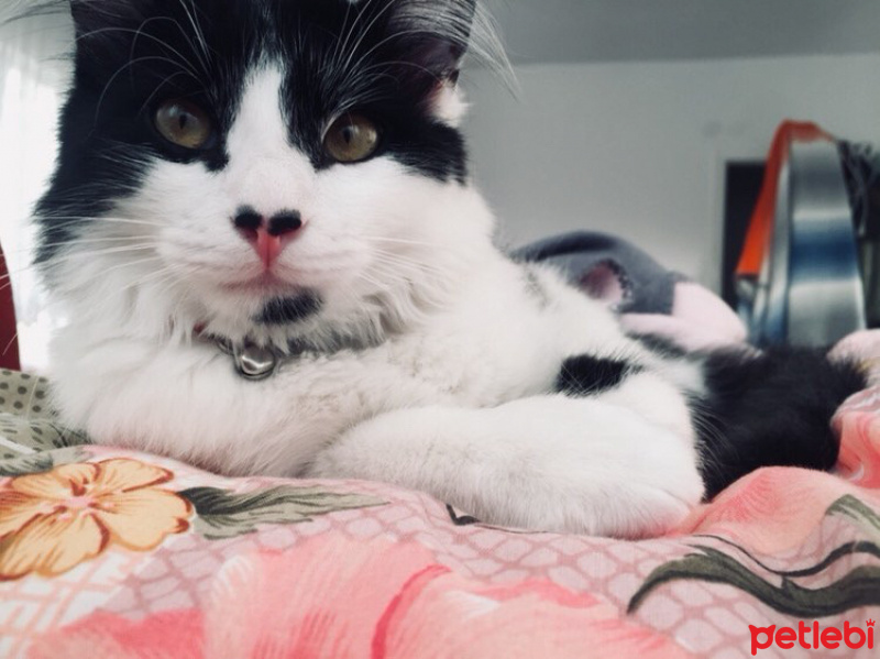 Tuxedo (Smokin) Kedi, Kedi  ACİL YUVA! Sevimli kedi asil fotoğrafı