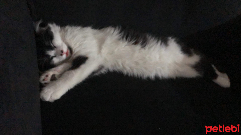 Tuxedo (Smokin) Kedi, Kedi  ACİL YUVA! Sevimli kedi asil fotoğrafı