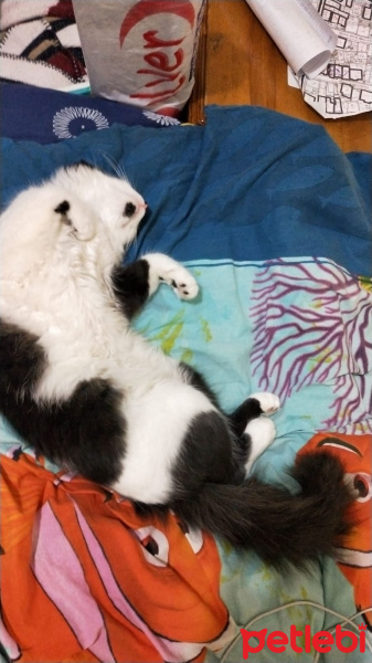 Tuxedo (Smokin) Kedi, Kedi  ACİL YUVA! Sevimli kedi asil fotoğrafı