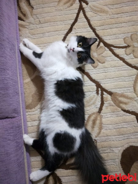 Tuxedo (Smokin) Kedi, Kedi  ACİL YUVA! Sevimli kedi asil fotoğrafı