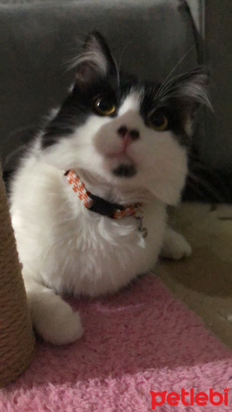 Tuxedo (Smokin) Kedi, Kedi  ACİL YUVA! Sevimli kedi asil fotoğrafı