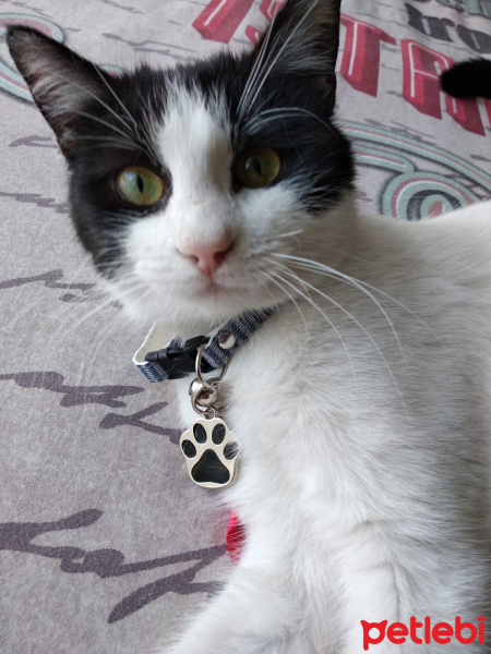 Tuxedo (Smokin) Kedi, Kedi  Matmazel fotoğrafı