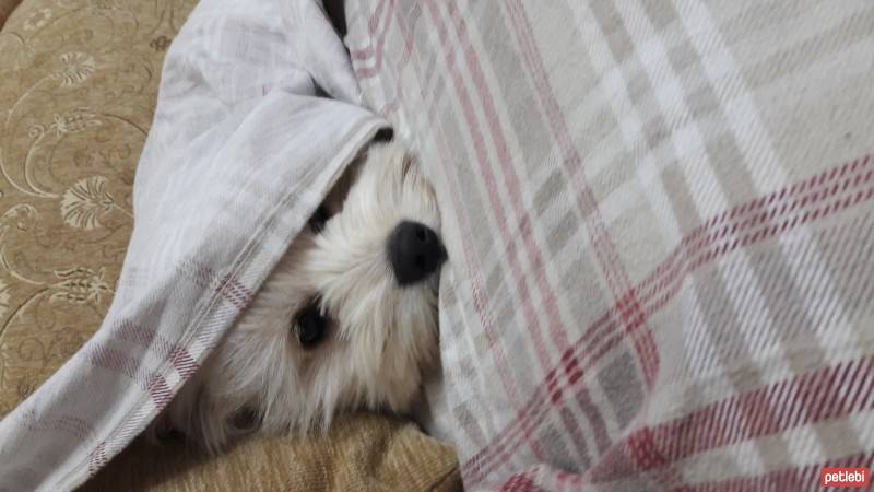 Maltese, Köpek  çiko fotoğrafı