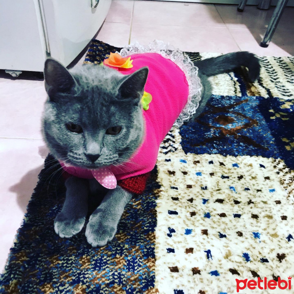 British Shorthair, Kedi  Pofiş fotoğrafı