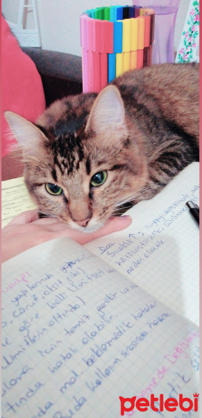 Maine Coon, Kedi  Happy fotoğrafı
