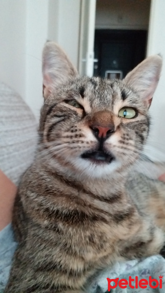 Tekir Kedi, Kedi  Hayko fotoğrafı