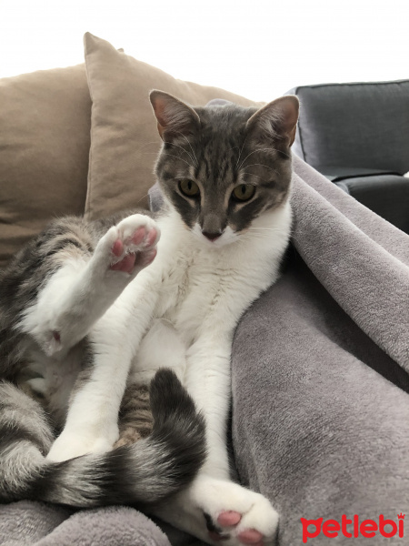 Tekir Kedi, Kedi  ouzo fotoğrafı