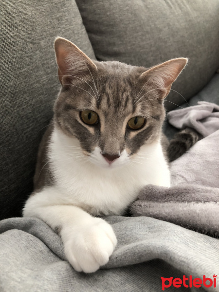 Tekir Kedi, Kedi  ouzo fotoğrafı