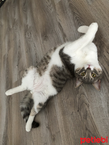 Tekir Kedi, Kedi  ouzo fotoğrafı