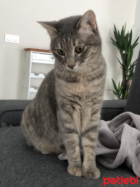 Tekir Kedi, Kedi  Blush fotoğrafı