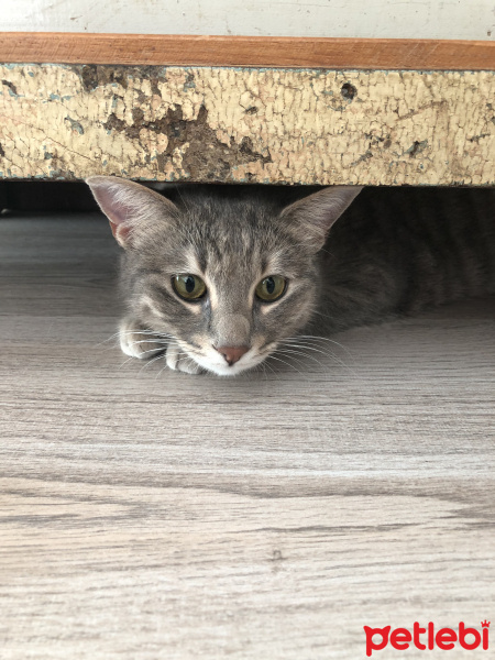 Tekir Kedi, Kedi  Blush fotoğrafı