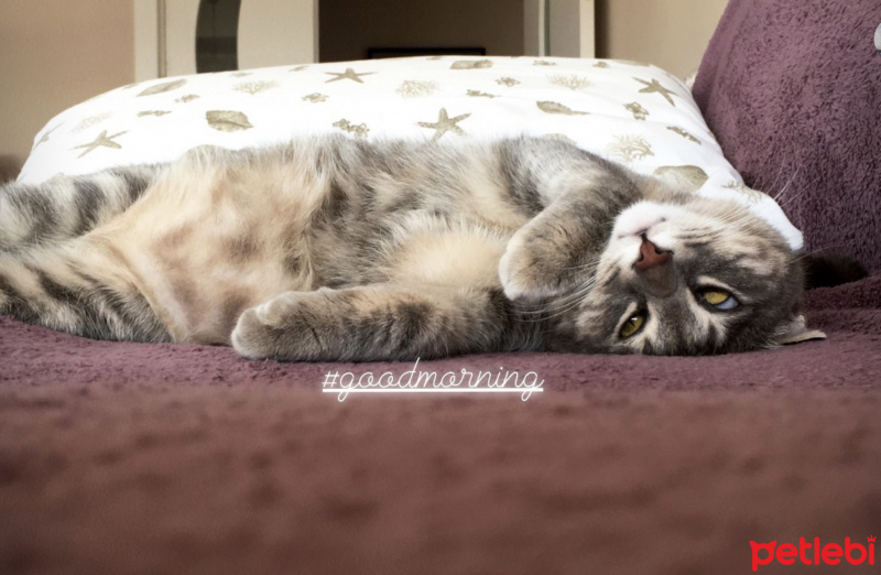Tekir Kedi, Kedi  Blush fotoğrafı
