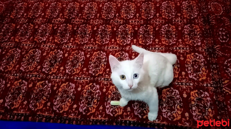 Van Kedisi, Kedi  Safir mıncırık fotoğrafı