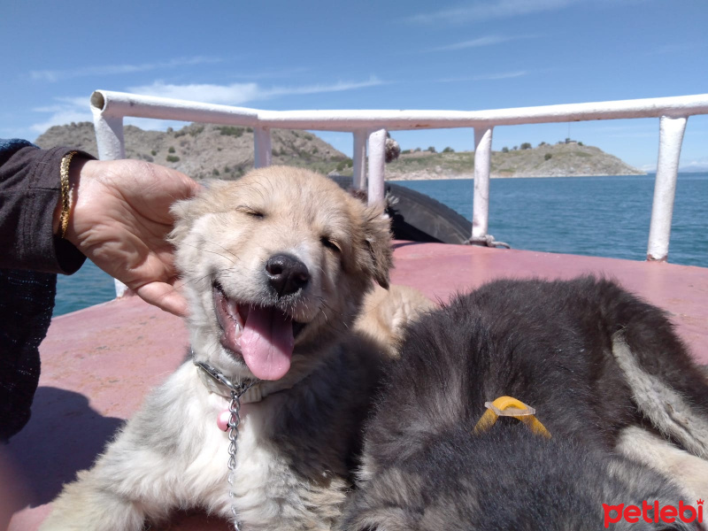 Golden Retriever, Köpek  Sarı güzellik fotoğrafı