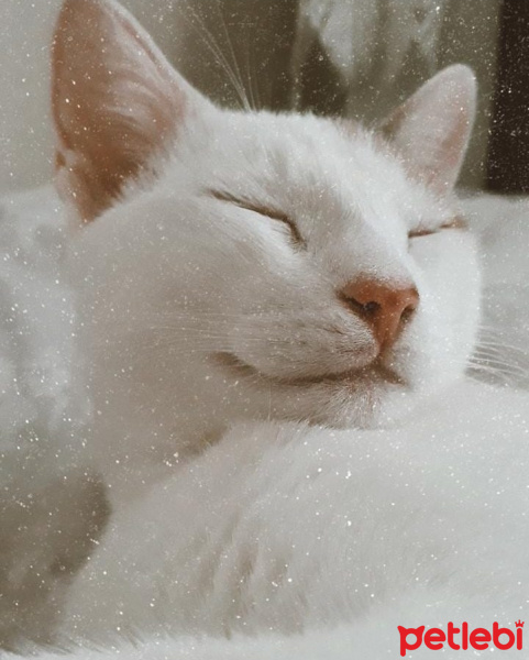 Tekir Kedi, Kedi  Sütlaç fotoğrafı