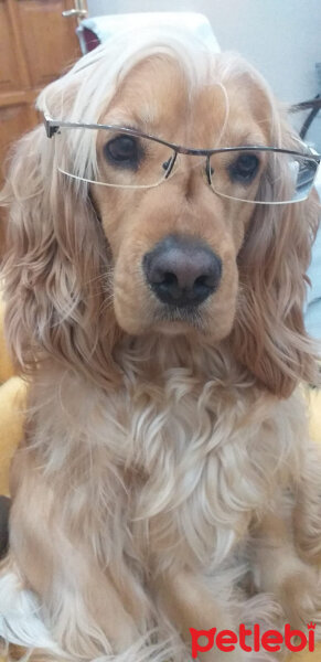 İngiliz Cocker Spaniel, Köpek  Alex fotoğrafı