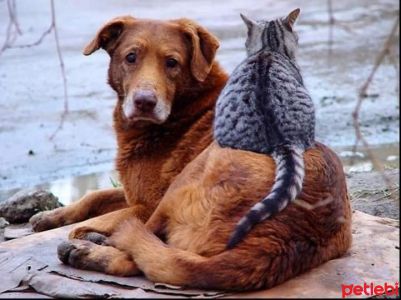 Tekir Kedi, Kedi  Kedi fotoğrafı