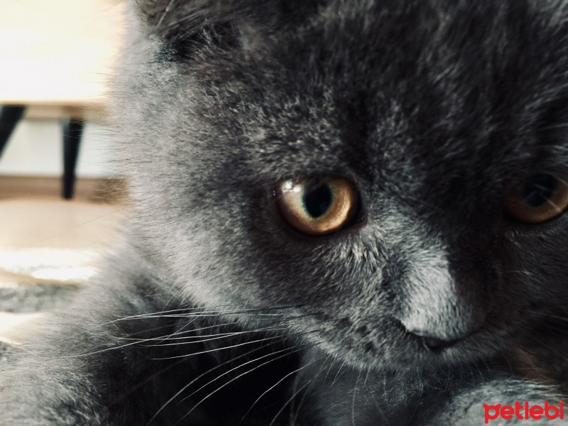British Shorthair, Kedi  Mia fotoğrafı
