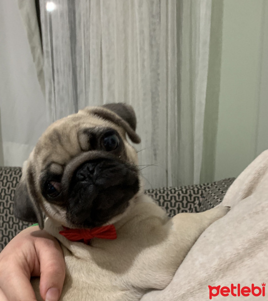 Pug, Köpek  Fındık fotoğrafı