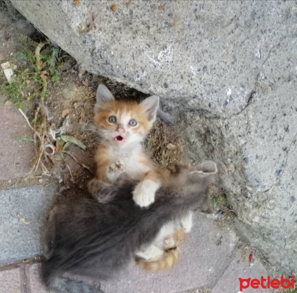 Tekir Kedi, Kedi  Sera fotoğrafı