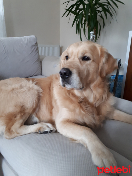 Golden Retriever, Köpek  Çakıl fotoğrafı