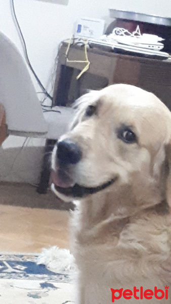 Golden Retriever, Köpek  Çakıl fotoğrafı