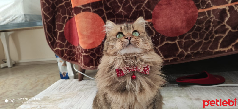 Norwegian Forest, Kedi  Browni fotoğrafı