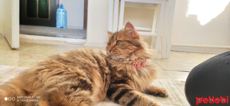 Norwegian Forest, Kedi  Browni fotoğrafı