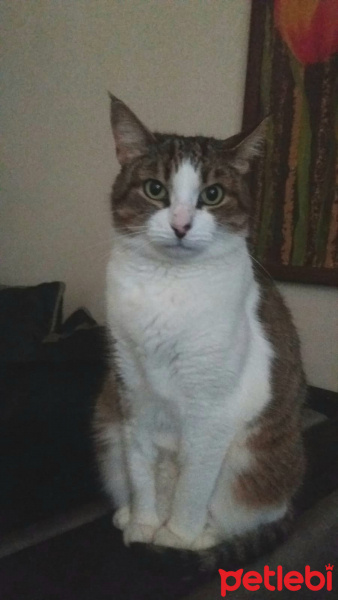 Tekir Kedi, Kedi  prenses fotoğrafı